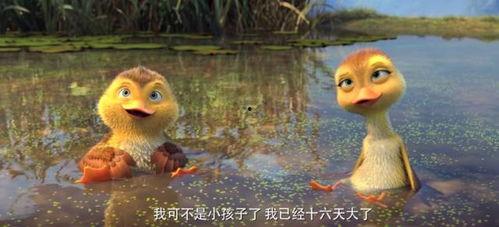 鸭子国产视频,鸭子的趣味生活大揭秘 第2张 鸭子国产视频,鸭子的趣味生活大揭秘 第2张