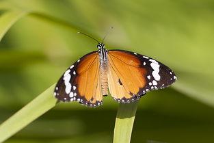 国产采精小蝴蝶,探寻自然之美与科技创新的完美融合  第2张