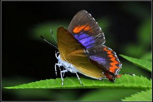 国产采精小蝴蝶,探寻自然之美与科技创新的完美融合  第3张